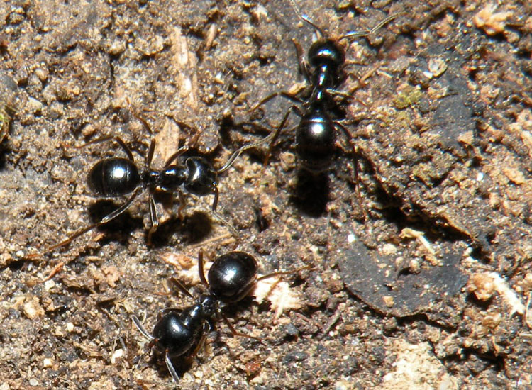 Lasius fuliginosus, Lasius cfr emarginatus, Formica gr. rufa